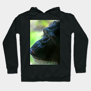 Chimpanzee Hoodie